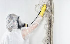 Why You Should Choose Our Mold Remediation Services in Richlands, VA